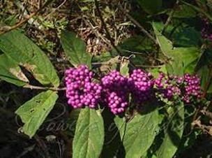 Callicarpa rubella - Rubella Beautyberry